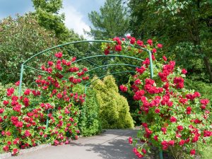 big bushes of red roses - natural garden fertilizer