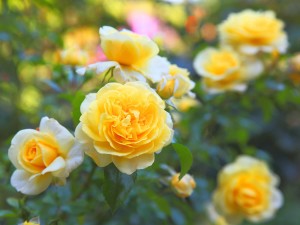 L’engrais à rosiers stimule la formation de fleurs éclatantes.