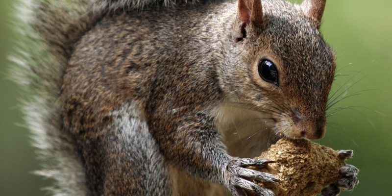 Protégez vos bulbes des écureuils