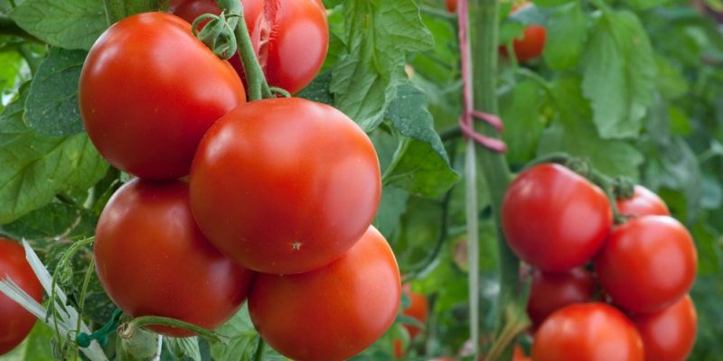 Culture et fertilisation des tomates