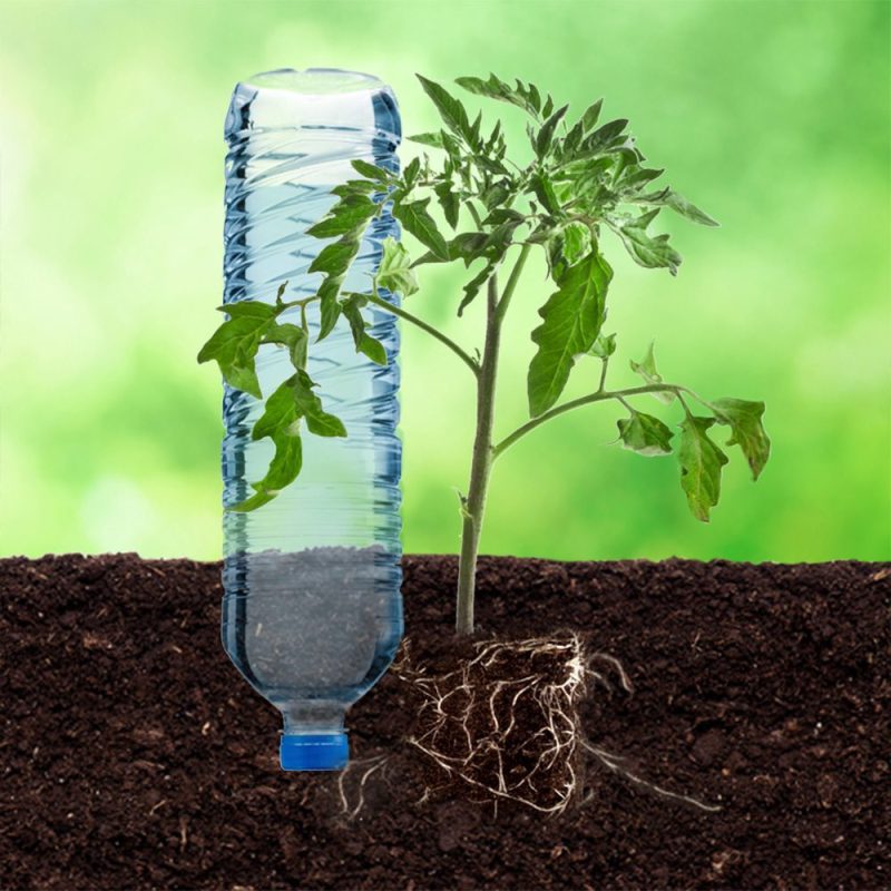 De l’eau pour vos tomates lors des vacances