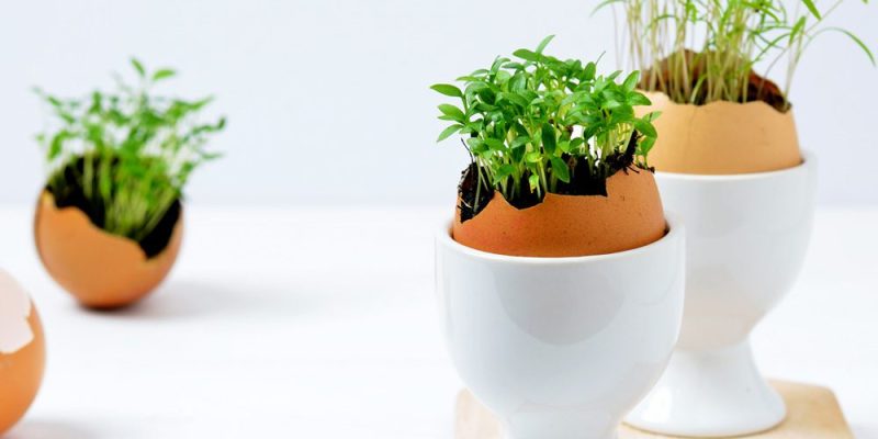 Utilisez des coquilles d’œufs pour planter vos semis