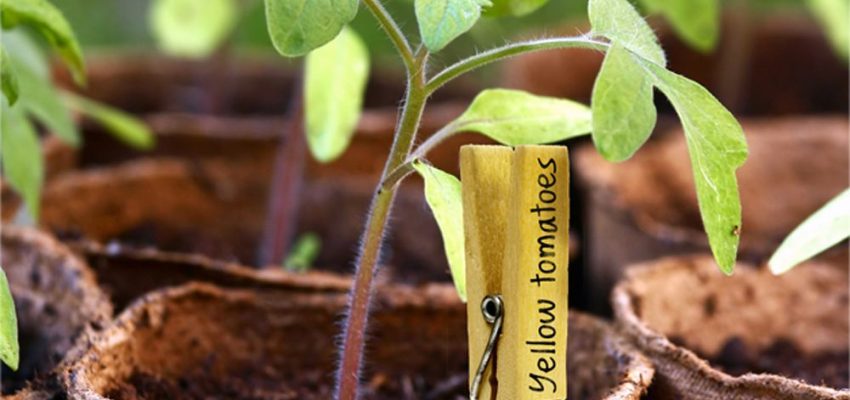 Astuce-Mere-poule-Acti-Sol-identification-garden-tomatoes