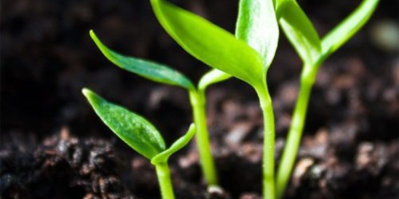 Récupérer pour partir ses semis