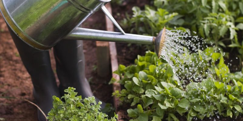 Approuvés pour l’agriculture biologique