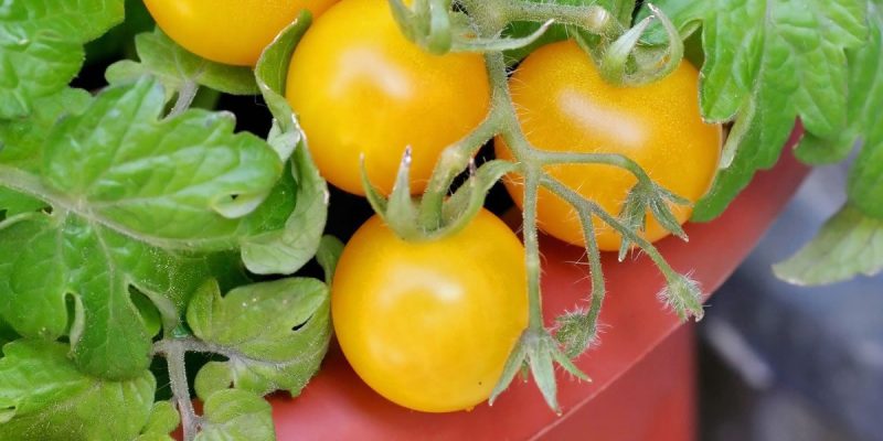 Prévenir la pourriture apicale