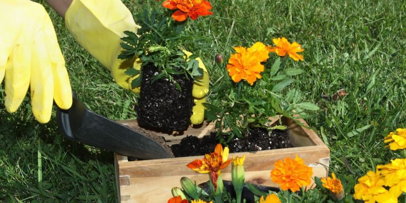 Bien réussir votre transplantation